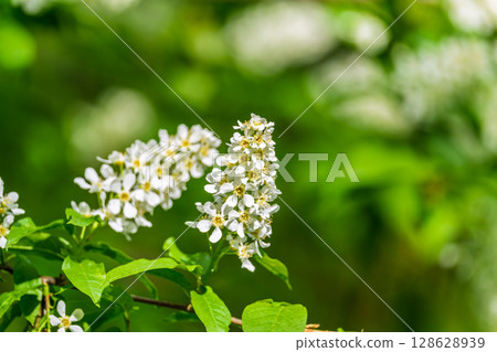 White flowers blooming bird cherry. Close-up of a Flowering Prunus padus Tree with White Little Blossoms 128628939