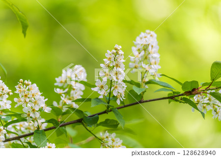 White flowers blooming bird cherry. Close-up of a Flowering Prunus padus Tree with White Little Blossoms 128628940