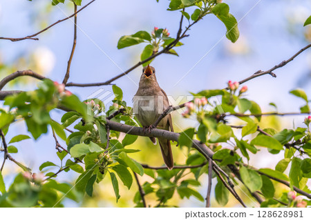 Thrush Nightingale, Luscinia luscinia. A bird sits on a tree branch and sings Thrush Nightingale, Luscinia luscinia. A bird sits on a tree branch and sings 128628981