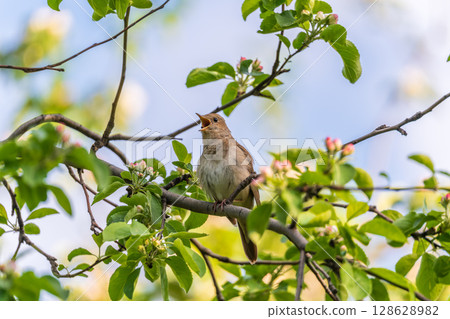 Thrush Nightingale, Luscinia luscinia. A bird sits on a tree branch and sings Thrush Nightingale, Luscinia luscinia. A bird sits on a tree branch and sings 128628982