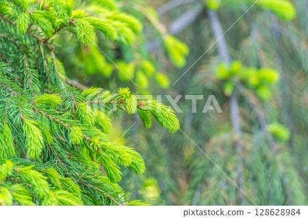 Closeup of fir branches with young buds. Spring nature concept. Fir branches with fresh shoots 128628984