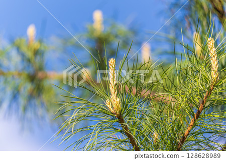 Green small pine trees with fresh shoots in spring or summer Green small pine trees with fresh shoots in spring or summer 128628989