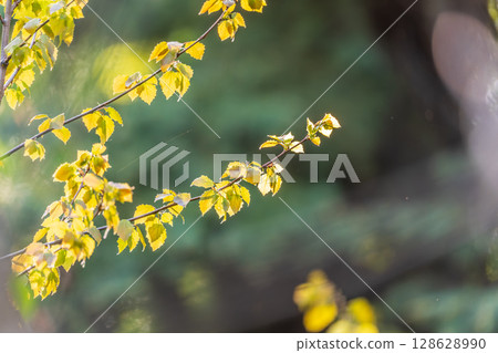 Branch of birch tree, Betula pendula, silver birch, warty birch, European white birch, with green leaves Branch of birch tree, Betula pendula, silver birch, warty birch, European white birch, with green leaves 128628990