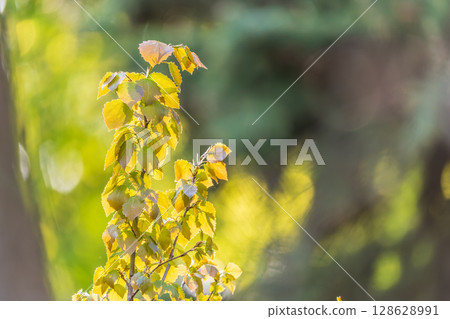 Branch of birch tree, Betula pendula, silver birch, warty birch, European white birch, with green leaves 128628991