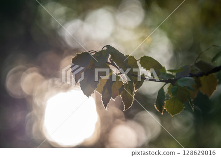 Branch of birch tree, Betula pendula, silver birch, warty birch, European white birch, with green leaves 128629016