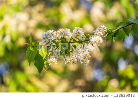 White flowers blooming bird cherry. Close-up of a Flowering Prunus padus Tree with White Little Blossoms White flowers blooming bird cherry. Close-up of a Flowering Prunus padus Tree with White Little Blossoms 128629018