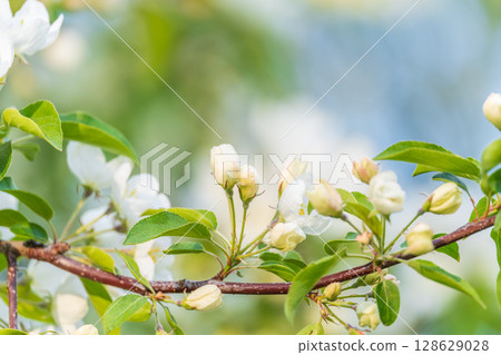 White blossoming apple trees in the sunset light. Spring season, spring colors. 128629028