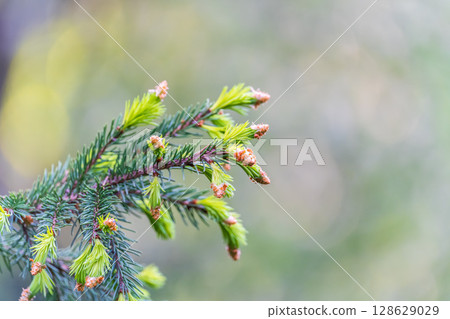 Closeup of fir branches with young buds. Spring nature concept. Fir branches with fresh shoots 128629029