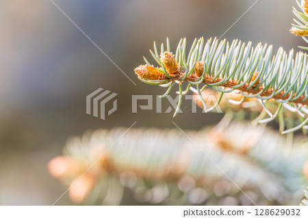 Closeup of fir branches with young buds. Spring nature concept. Fir branches with fresh shoots Closeup of fir branches with young buds. Spring nature concept. Fir branches with fresh shoots 128629032
