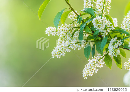 White flowers blooming bird cherry. Close-up of a Flowering Prunus padus Tree with White Little Blossoms White flowers blooming bird cherry. Close-up of a Flowering Prunus padus Tree with White Little Blossoms 128629033