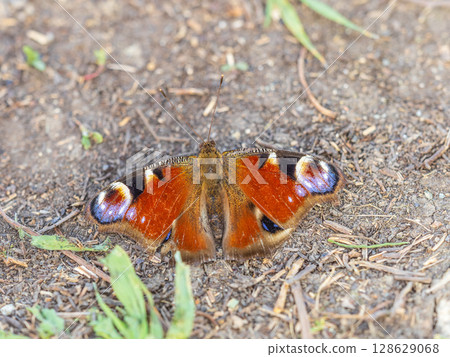 Peacock butterfly on the ground among the grass 128629068