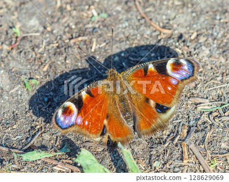 Peacock butterfly on the ground among the grass 128629069