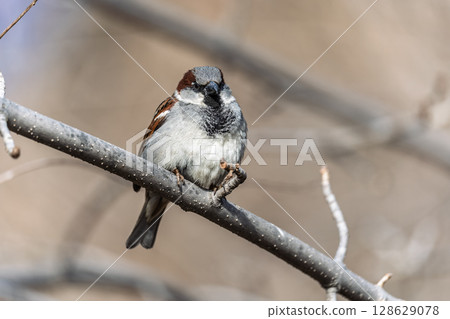 Sparrow sits on a branch without leaves. Sparrow sits on a branch without leaves. 128629078