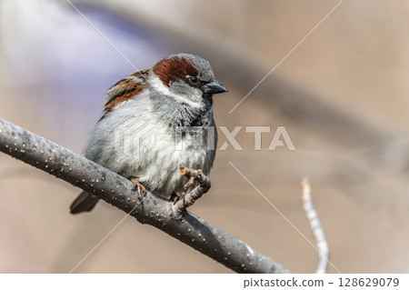 Sparrow sits on a branch without leaves. Sparrow sits on a branch without leaves. 128629079