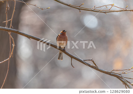 Common chaffinch, Fringilla coelebs, sits on a tree. Common chaffinch in wildlife. Common chaffinch, Fringilla coelebs, sits on a tree. Common chaffinch in wildlife. 128629080