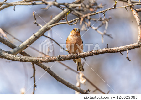 Common chaffinch, Fringilla coelebs, sits on a tree. Common chaffinch in wildlife. Common chaffinch, Fringilla coelebs, sits on a tree. Common chaffinch in wildlife. 128629085