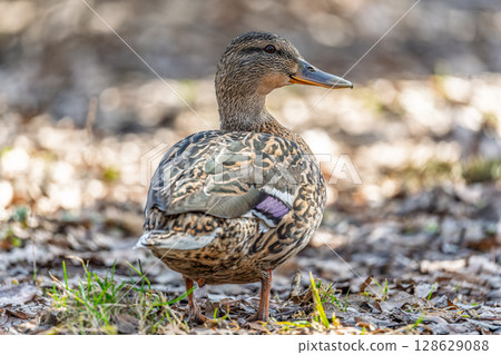 A duck female stands on its paws on the green shore of a pond. 128629088