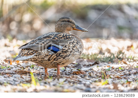 A duck female stands on its paws on the green shore of a pond. 128629089