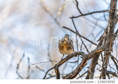 Fieldfare is sitting on branch in winter or autumn on blue sky background. Fieldfare is sitting on branch in winter or autumn on blue sky background. 128629092