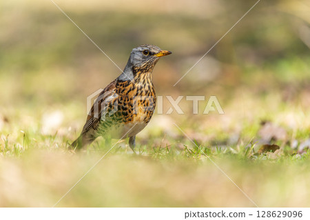 Wood bird Fieldfare, Turdus pilaris, on a sprng lawn. 128629096