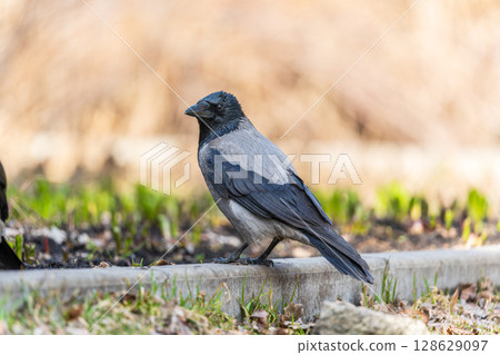 Hooded crow, corvus cornix, standing on the lawn in the spring or summer Hooded crow, corvus cornix, standing on the lawn in the spring or summer 128629097