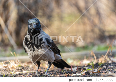 Hooded crow, corvus cornix, standing on the lawn in the spring or summer Hooded crow, corvus cornix, standing on the lawn in the spring or summer 128629099