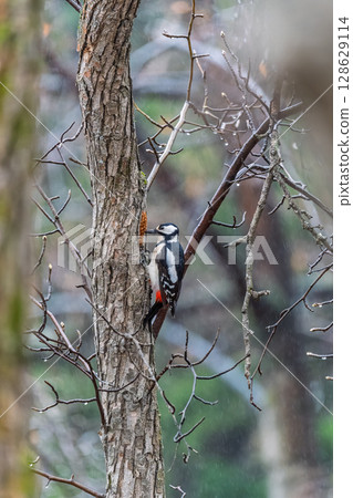 Little woodpecker sits on a tree trunk. The great spotted woodpecker, Dendrocopos major Little woodpecker sits on a tree trunk. The great spotted woodpecker, Dendrocopos major 128629114