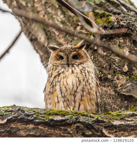 Long-eared owl (Asio otus), looking forward with wide opened eyes Long-eared owl (Asio otus), looking forward with wide opened eyes 128629120