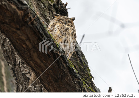 Long-eared owl (Asio otus), looking forward with wide opened eyes 128629123