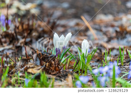 Spring white flowers Crocus Jeanne d'Arc macro. Beautiful petals and stamens close-up. Meadow landscape with blossoming plants 128629129