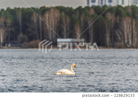 Graceful white Swan swimming in the lake, swans in the wild. Portrait of a white swan swimming on a lake. 128629133