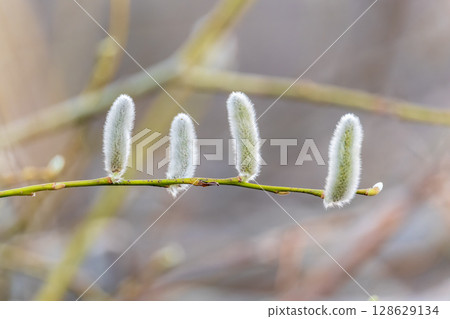 Nature awakes in spring. Blooming willow twigs and furry willow-catkins, so called seals or cats. Holly willow, Salix caprea 128629134
