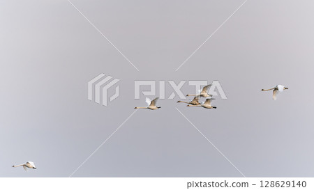 Flying swans. Blue sky background. Swans: Mute Swan. Cygnus olor. Flock of swans gliding gracefully through the morning sky at dawn. 128629140