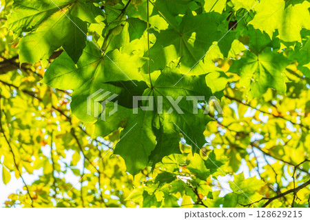 Fresh green of maple leaf 128629215