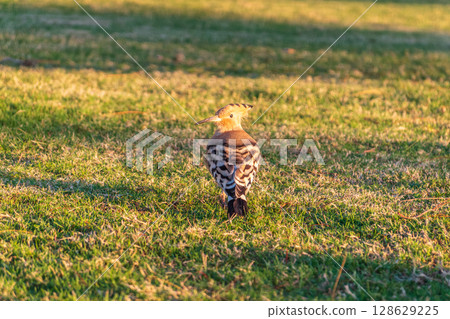 Eurasian hoopoe or Common hoopoe (Upupa epops) bird close-up on natural green grass background Eurasian hoopoe or Common hoopoe (Upupa epops) bird close-up on natural green grass background 128629225