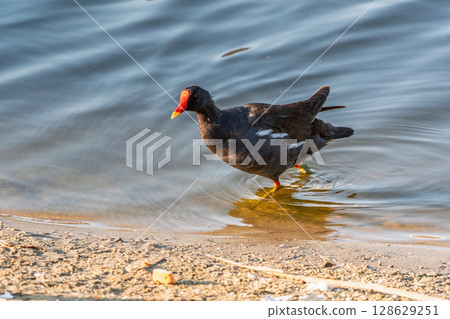 The common moorhen, black and brown bird with red and yellow beak and green legs, walking on dry leaves seeking for food. The common moorhen, black and brown bird with red and yellow beak and green legs, walking on dry leaves seeking for food. 128629251