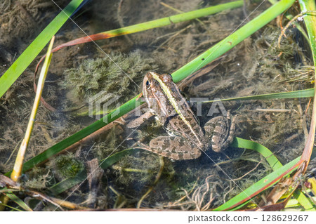A large green frog sits in the marsh. 128629267