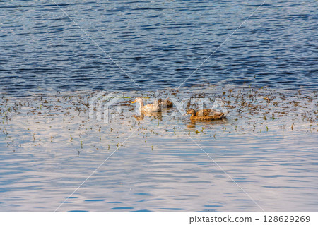 Large flock of mallard ducks swimming actively on rippling blue water. Large flock of mallard ducks swimming actively on rippling blue water. 128629269