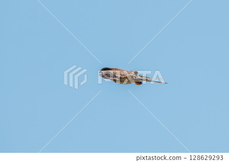 Common kestrel, Falco tinnunculus, hovered in the air in search of prey 128629293