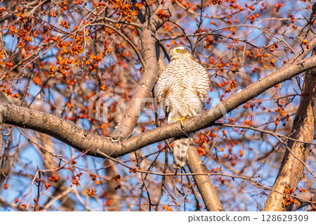 A Eurasian sparrowhawk perched on a branch of a tree outdoors. A Eurasian sparrowhawk perched on a branch of a tree outdoors. 128629309
