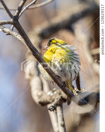 Eurasian siskin male, latin name spinus spinus, sitting on branch of tree. Cute little yellow songbird. Eurasian siskin male, latin name spinus spinus, sitting on branch of tree. Cute little yellow songbird. 128629317