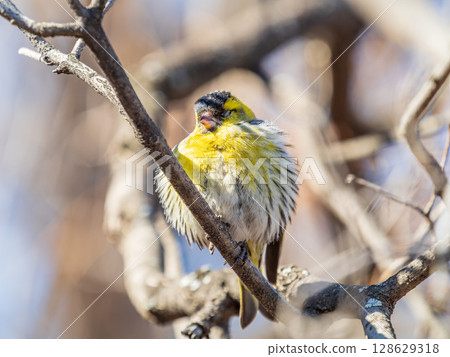 Eurasian siskin male, latin name spinus spinus, sitting on branch of tree. Cute little yellow songbird. 128629318