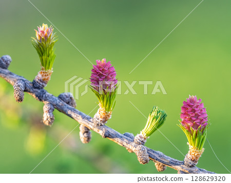 Larch tree fresh pink cones blossom at spring on nature background Larch tree fresh pink cones blossom at spring on nature background 128629320
