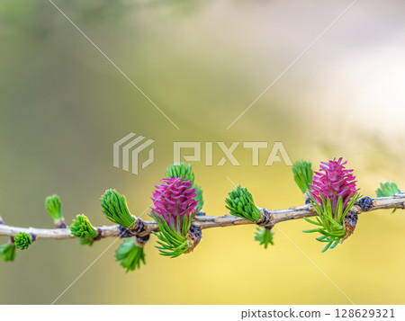 Larch tree fresh pink cones blossom at spring on nature background Larch tree fresh pink cones blossom at spring on nature background 128629321
