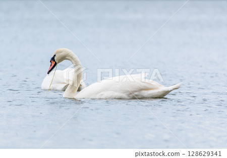 Two Graceful white Swans swimming in the lake, swans in the wild 128629341