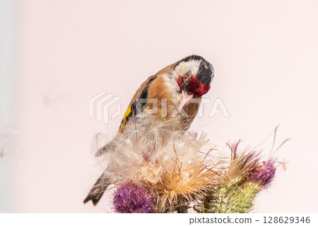 European goldfinch, feeding on the seeds of thistles. Carduelis carduelis. 128629346