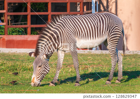 Grevy's zebra, lat Equus grevyi, also known as the imperial zebra eats green grass. 128629347