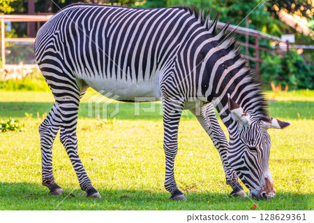 Grevy's zebra, lat Equus grevyi, also known as the imperial zebra eats green grass. 128629361