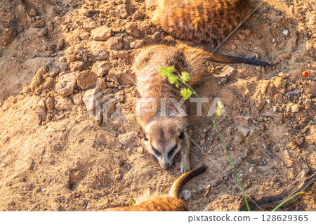 Meerkat suricatta family wildlife picture. 128629365