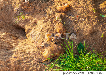A group of cute meerkats. Meerkat Family are sunbathing. A group of cute meerkats. Meerkat Family are sunbathing. 128629366